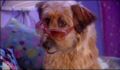 dr dolittle 3-avi_071.jpg